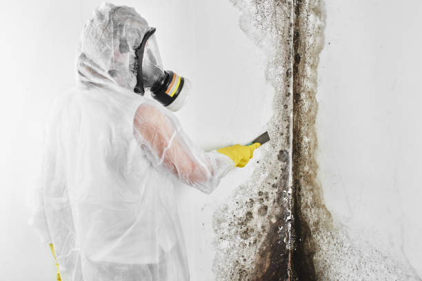 Best Local Mold Removal Service  in Botkins, OH