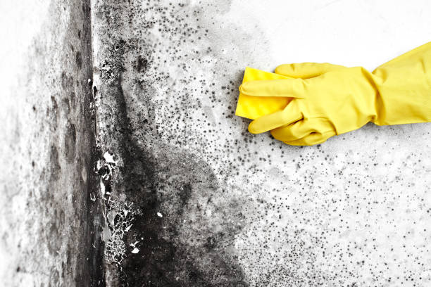 Best Mold Cleaning Services  in Botkins, OH