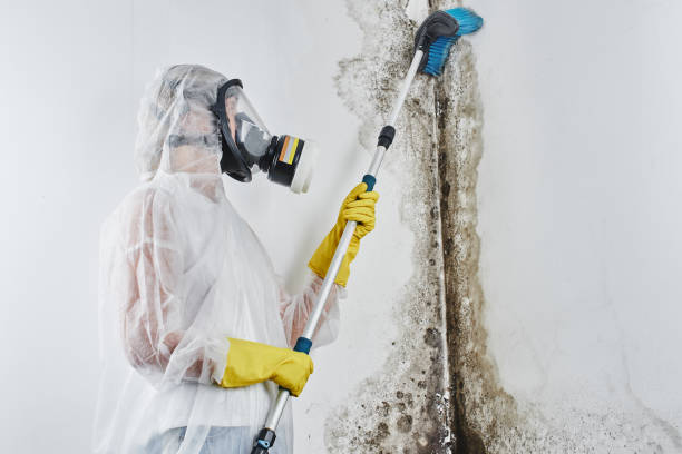 Best Local Mold Removal Service  in Botkins, OH