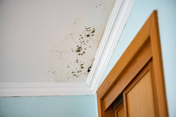 Best Attic Mold Removal  in Botkins, OH