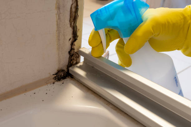 Best Mold Damage Repair  in Botkins, OH