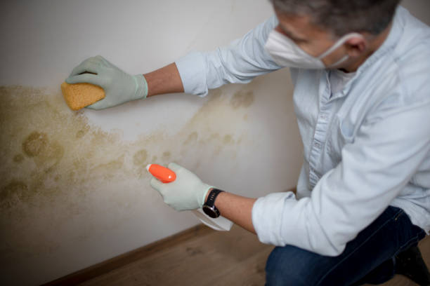 Best Black Mold Removal  in Botkins, OH