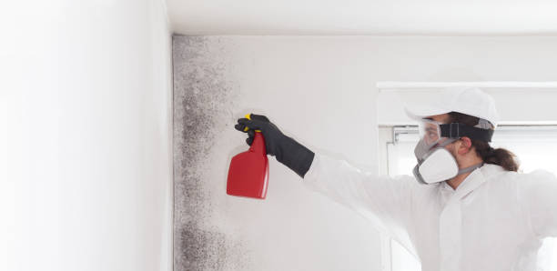 Best Fast Mold Removal  in Botkins, OH