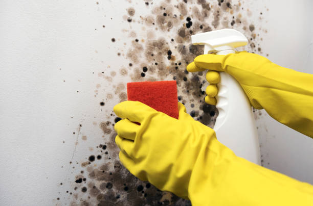 Best Mold Cleaning Services  in Botkins, OH