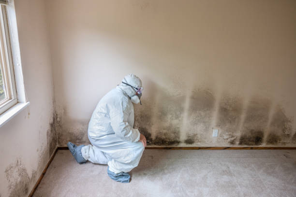 Best Mold Removal Process  in Botkins, OH