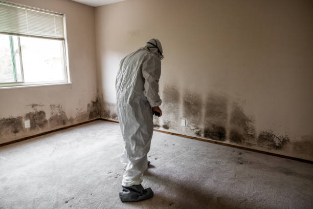 Best Attic Mold Removal  in Botkins, OH