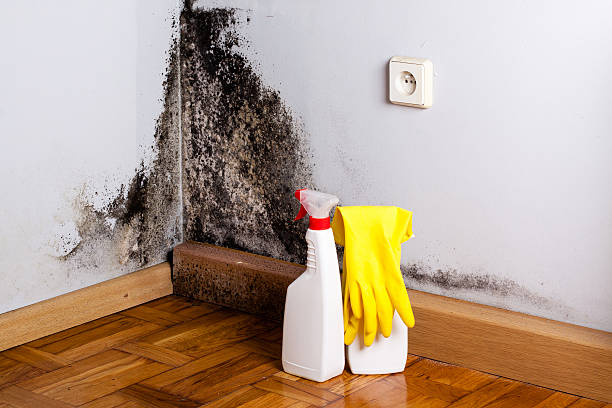 Best Attic Mold Removal  in Botkins, OH