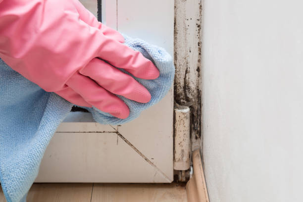 Best Residential Mold Removal  in Botkins, OH