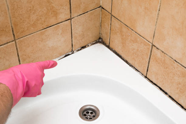 Best Best Mold Removal Companies  in Botkins, OH